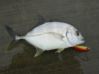 ���E�j�����b�L