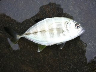 �M���K���b�L