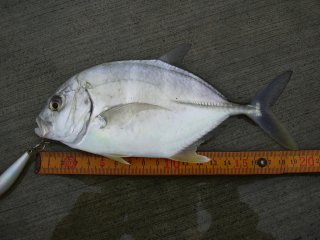 �A�x���[�W�T�C�Y