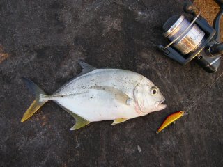 ���E�j�����b�L�ƃ^�b�N��