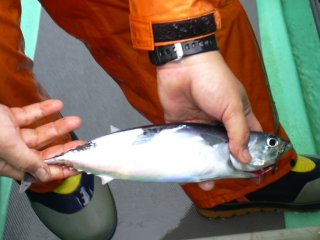 �q���\�[�_