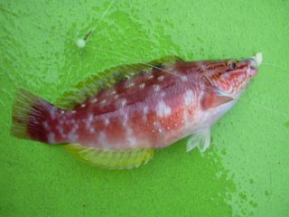 �T�T�m�n�x��