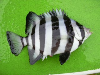 �C�V�_�C�c��