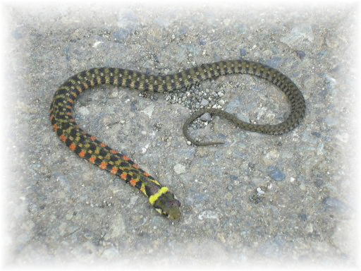 ���}�J�K�V