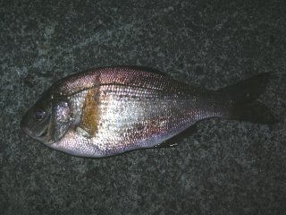 �E�~�^�i�S