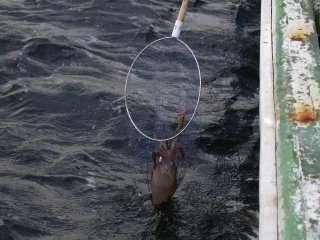 �A�I���C�J