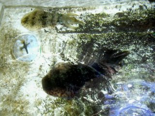 �A�I���C�J