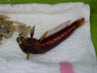 �V�N�ꔭ��