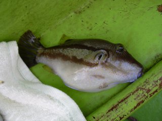 �L�^�}�N��