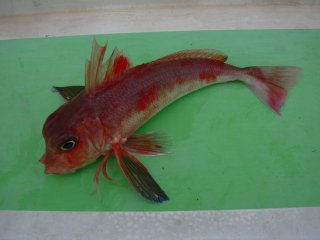 �z�E�{�E�N