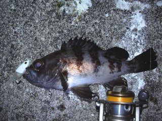 �W���O���[