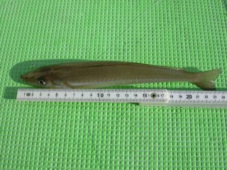 �V���M�X�Q�R����