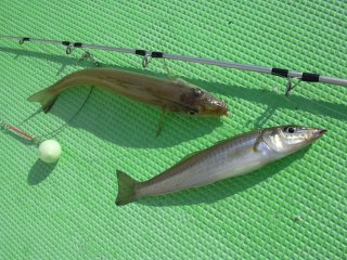 �V���M�X���