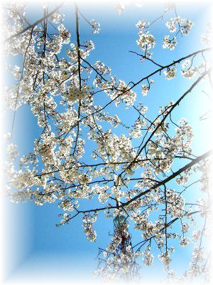 �Ó약�\���C���V�m