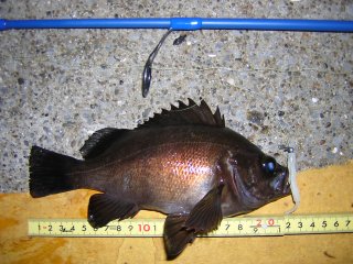 �o�C�I�Q�Q����