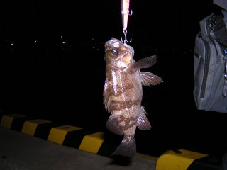 �C�}�W�����o��