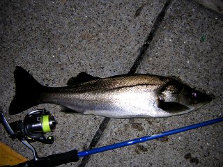 ����ƃZ�C�S