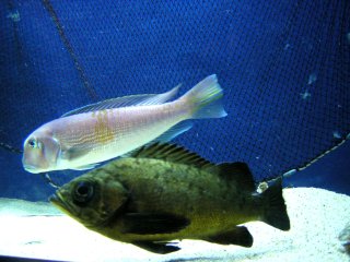 �A�}�_�C�����o��