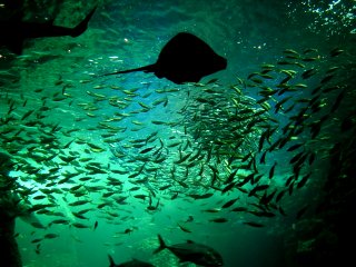 �C���V�c�q