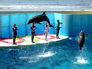 �A�N�A���ƃC���J