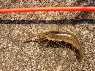 �e�i�K�G�r