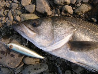 �c�d�l�n�@�o�d�m�ƃt�b�R