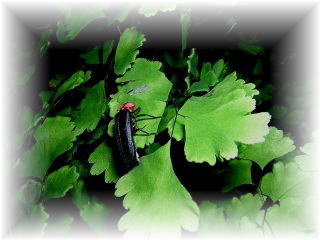 �Q���W�{�^��