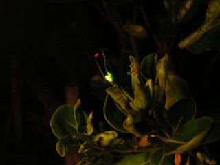 �Q���W�{�^��