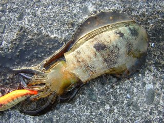 �A�I���C�J