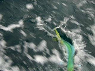 �y���y��