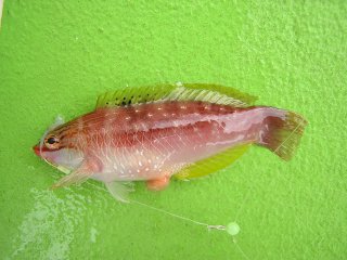 �T�T�m�n�x��