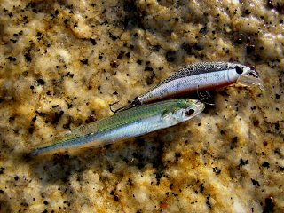 �g�E�S���E