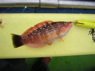 �T�T�m�n�x��