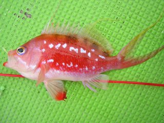 �T�N���_�C