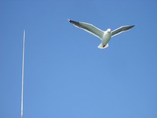 �A���e�i�ƒ�