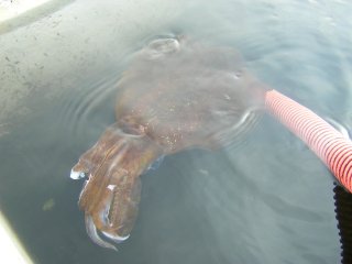 �A�I���C�J