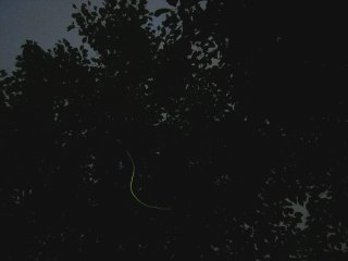 �z�^�����O