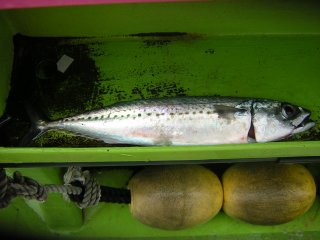 �}�b�J����