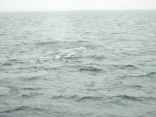 �}�b�R�E�N�W��