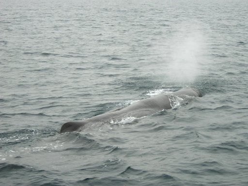 �}�b�R�E�N�W��