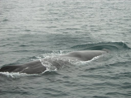 �}�b�R�E�N�W��