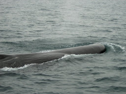 �}�b�R�E�N�W��