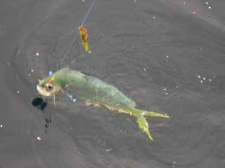 �y���y��