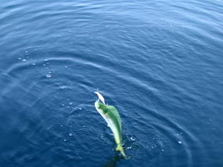 �y���y��