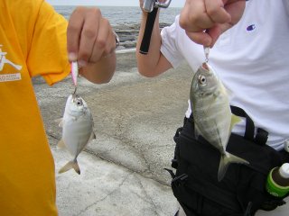 �_�u���q�b�g