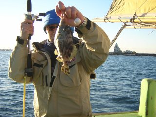 �ǌ^�J���n�M