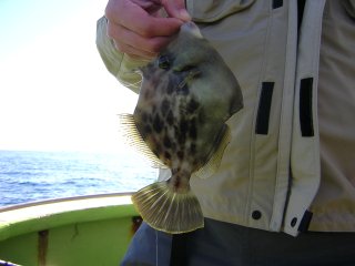 �ǌ^�J���n�M