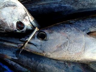 �t���C�����킦��J�c�I