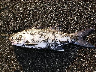 ���܂݂�̃A�S�i�V