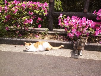 ���ƃl�R